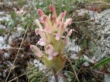 Pedicularis alatauica