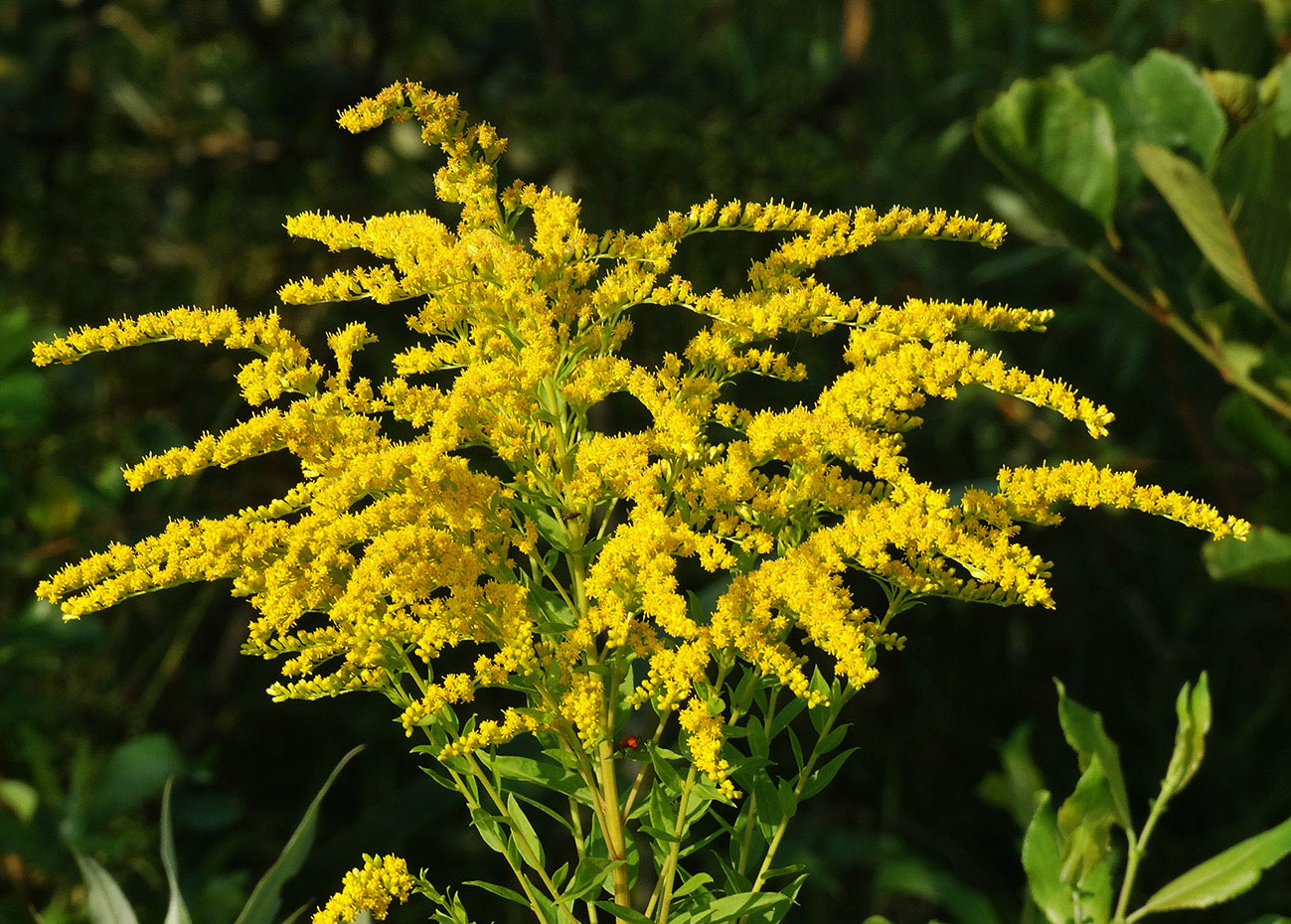 Image of Solidago canadensis specimen.