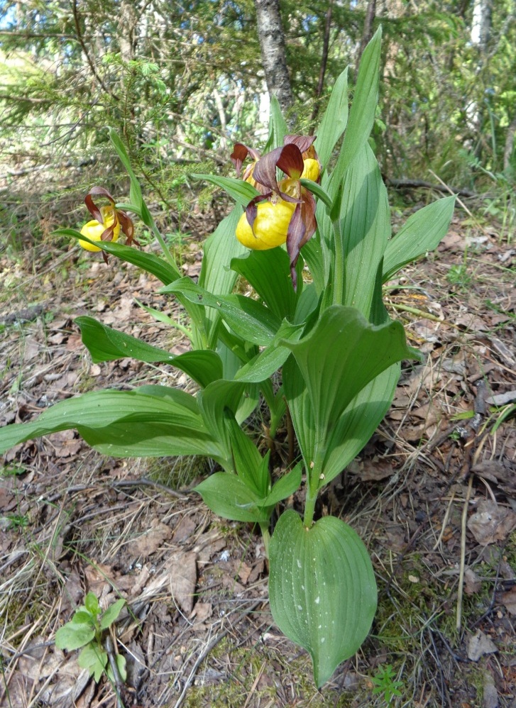 Изображение особи Cypripedium calceolus.