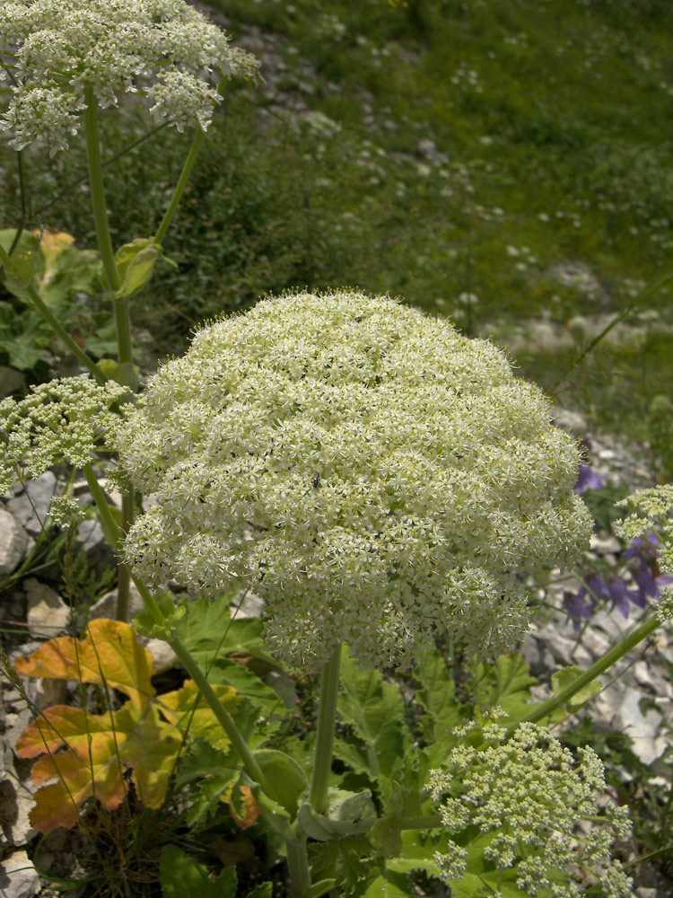 Image of genus Heracleum specimen.