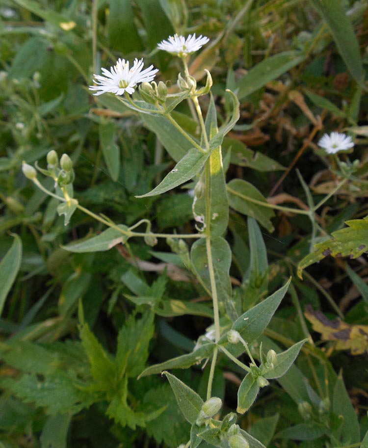 Image of Fimbripetalum radians specimen.