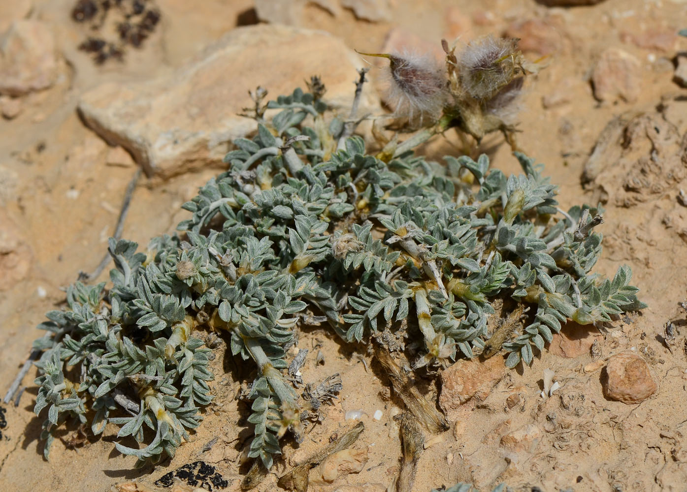 Изображение особи Astragalus amalecitanus.