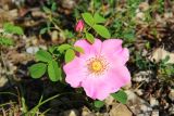 Rosa gallica