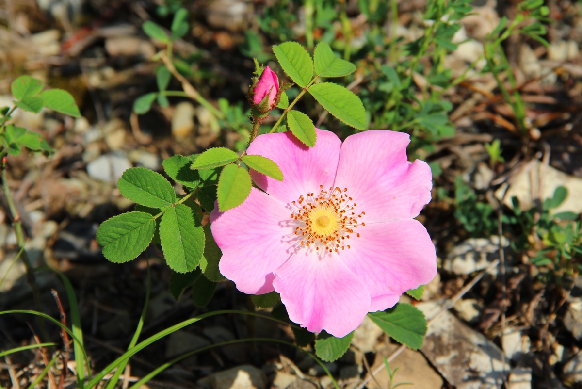 Изображение особи Rosa gallica.