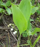 Convallaria keiskei. Цветущее растение. Приморский край, окрестности г. Уссурийска. 18.05.2008.