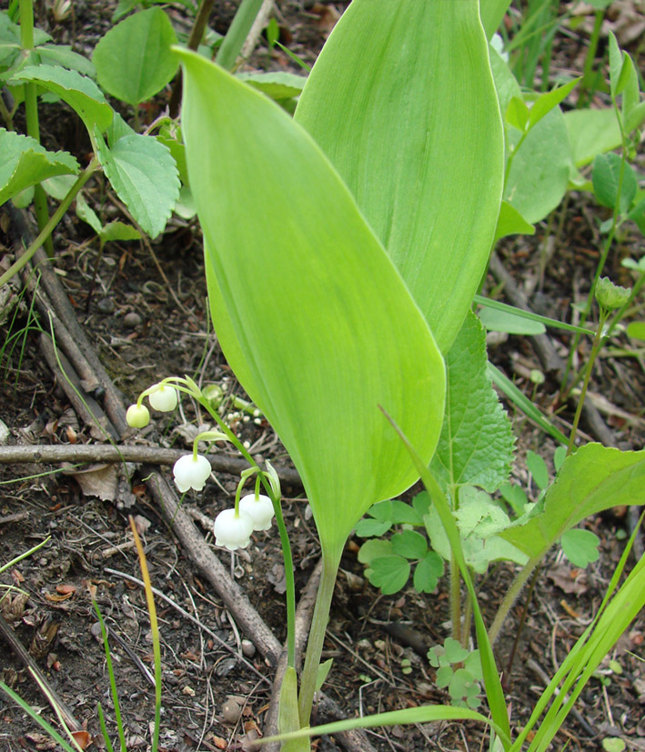 Изображение особи Convallaria keiskei.