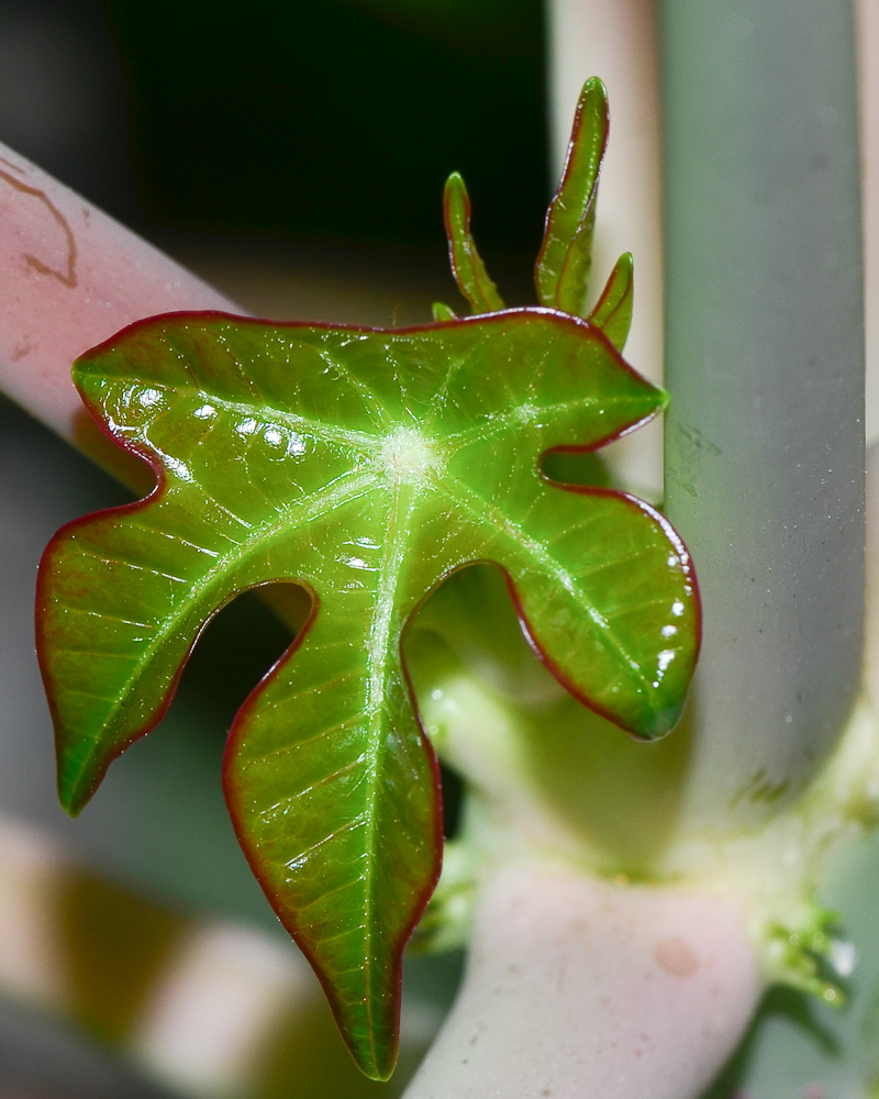 Изображение особи Jatropha podagrica.