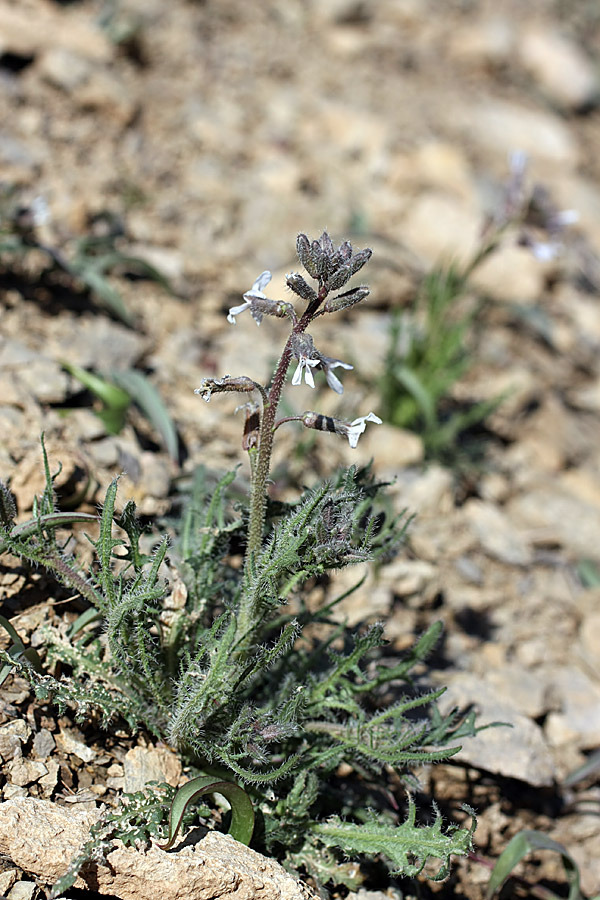 Image of Parrya hispida specimen.