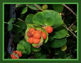 Lonicera caprifolium