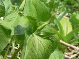 Trillium camschatcense. Растения с бутонами. Камчатский край, Елизовский р-н.