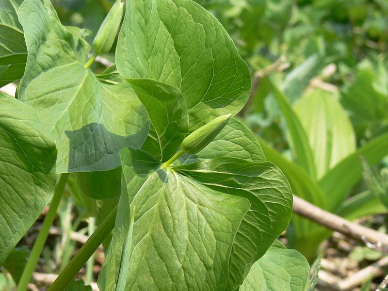 Изображение особи Trillium camschatcense.