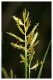 Image of taxon representative. Author is Вадим Прохоров