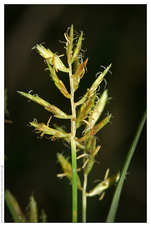 Изображение особи Cyperus esculentus.