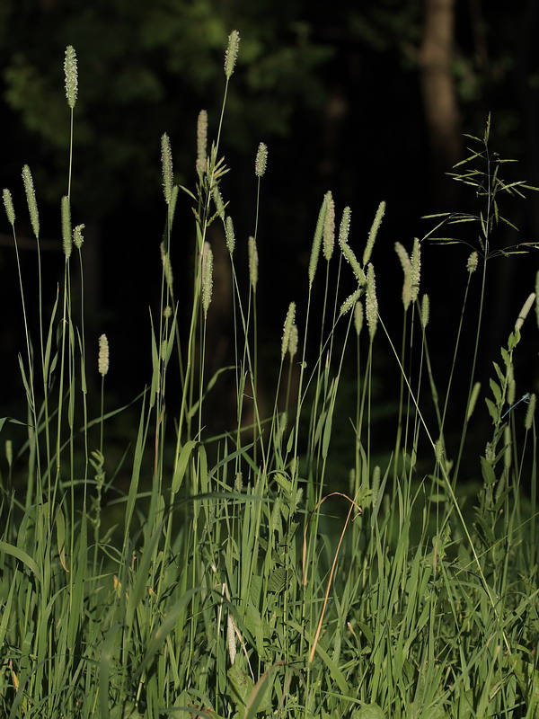 Image of Phleum nodosum specimen.
