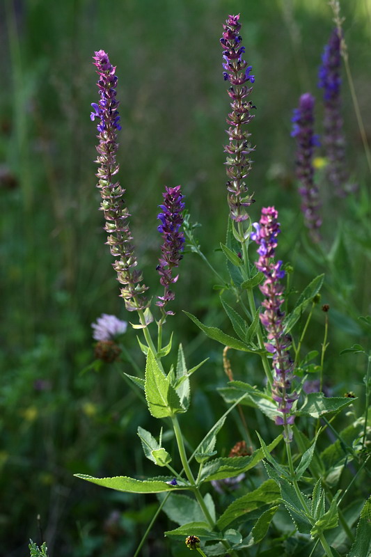 Изображение особи Salvia nemorosa.