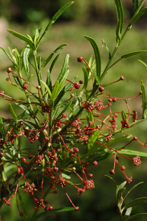 Изображение особи Euonymus nanus.