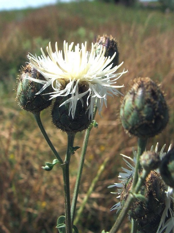 Изображение особи Centaurea apiculata.