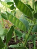 Vicia narbonensis