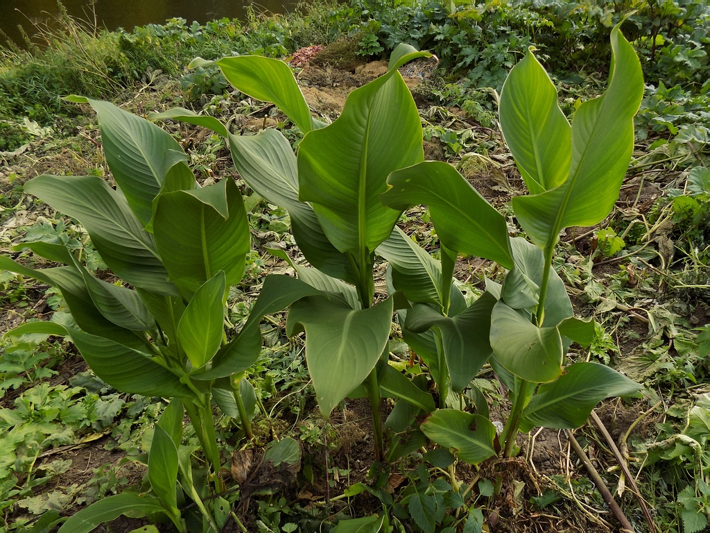 Image of Canna indica specimen.