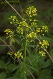 Erysimum cheiranthoides