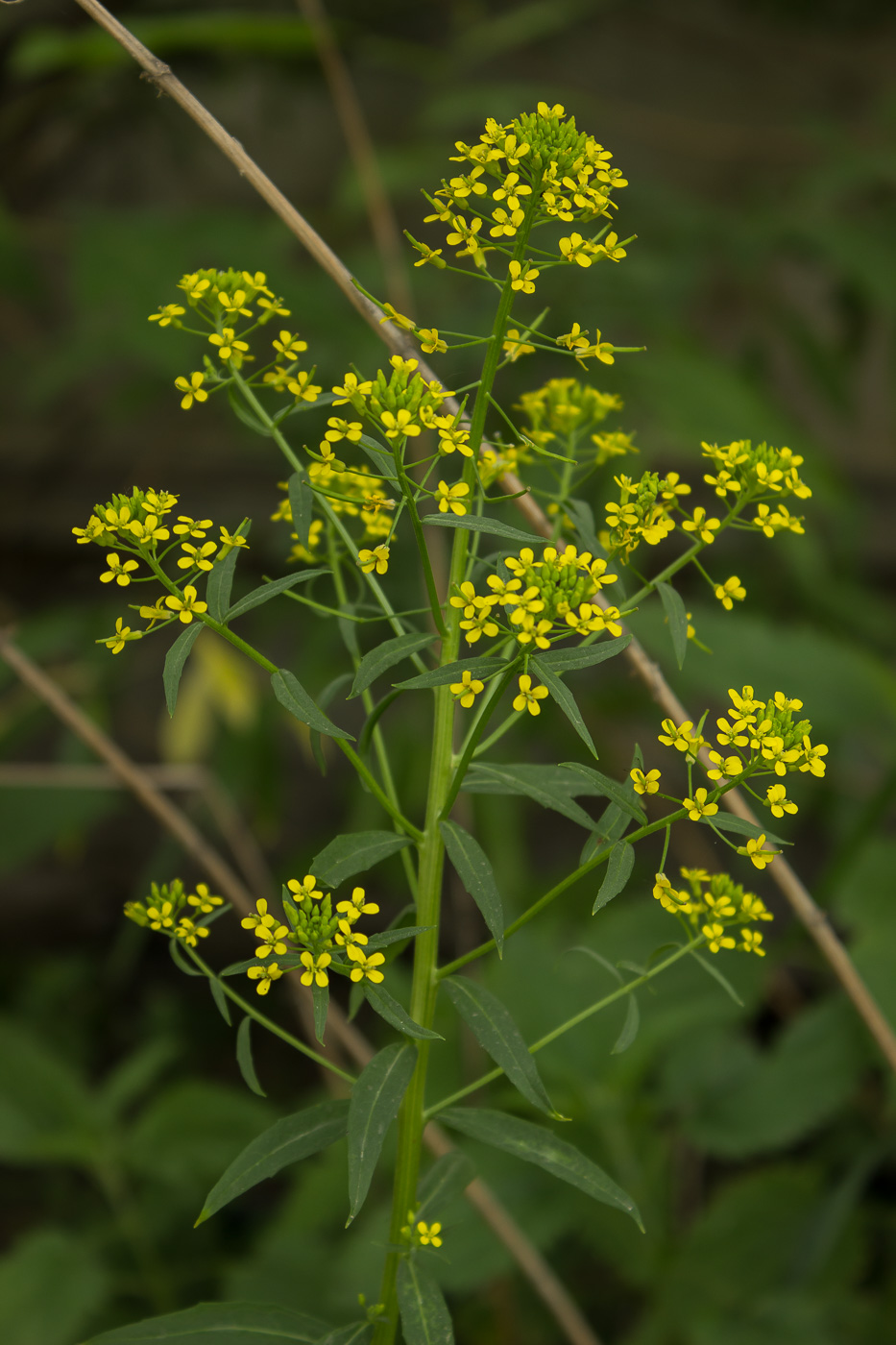 Image of Erysimum cheiranthoides specimen.