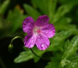 Geranium palustre. Цветок с каплями дождя. Московская обл., Раменский р-н, окр. дер. Хрипань, садовый участок. 25.06.2015.