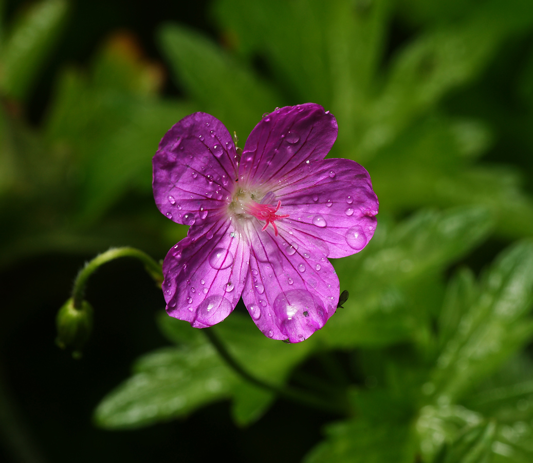 Изображение особи Geranium palustre.