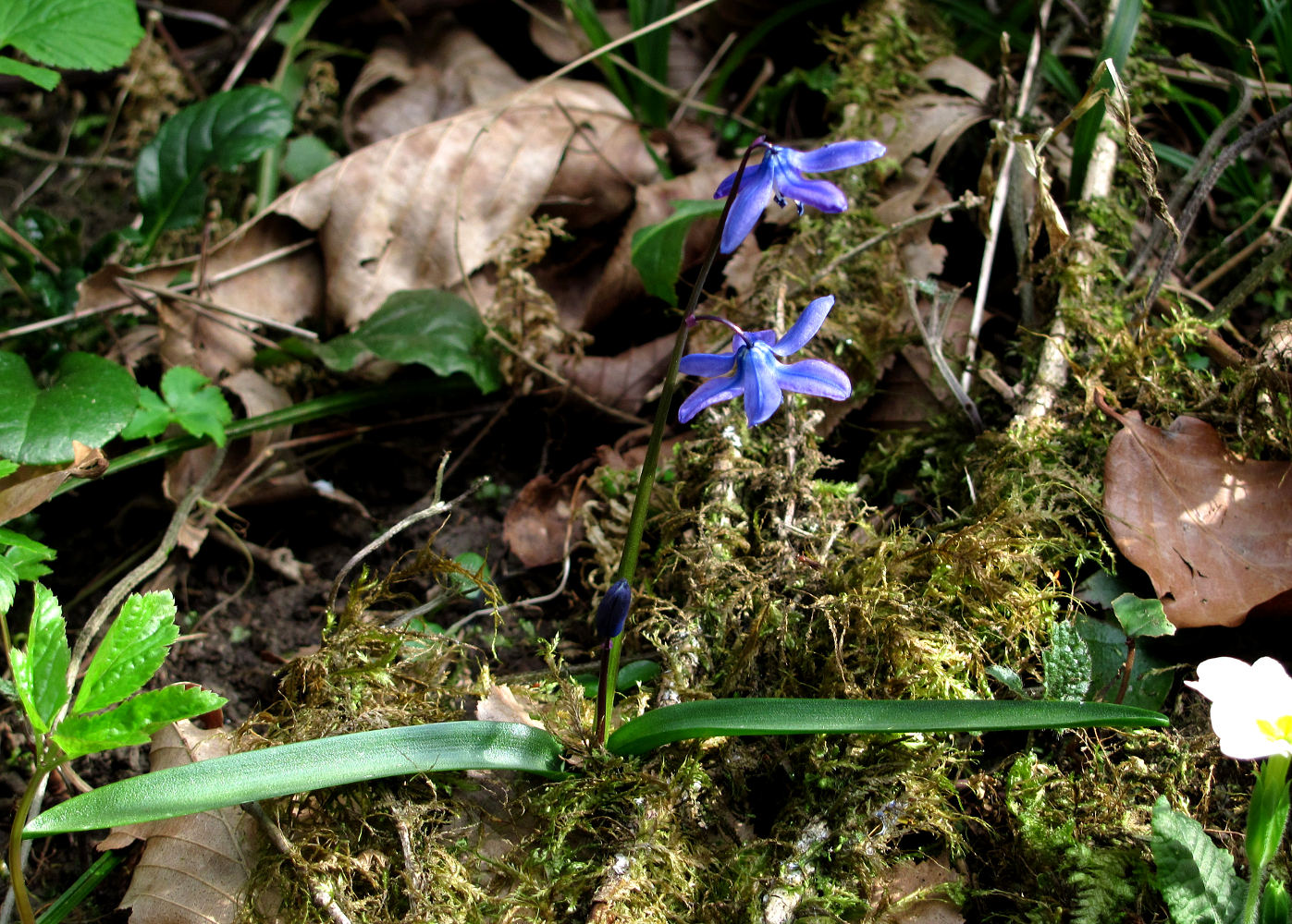 Изображение особи Scilla siberica.