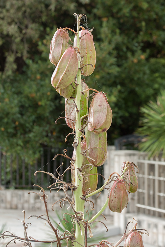 Изображение особи Yucca aloifolia.