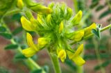 Astragalus vulpinus