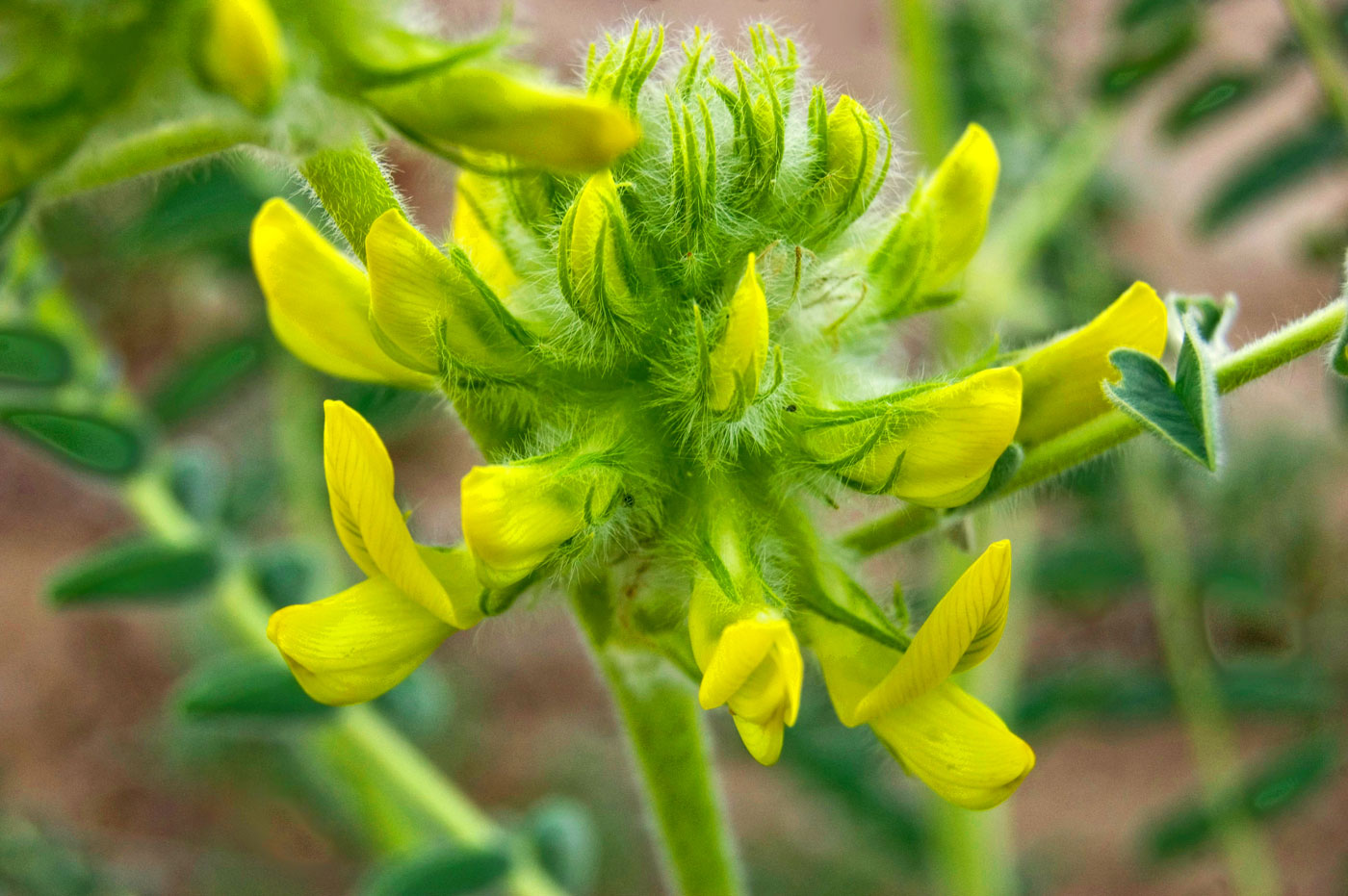 Изображение особи Astragalus vulpinus.