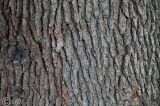Cedrus deodara