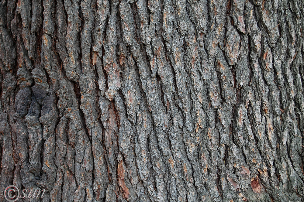 Изображение особи Cedrus deodara.