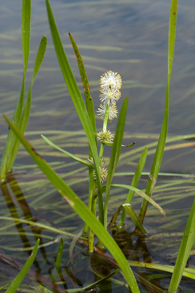 Image of Sparganium &times; oligocarpum specimen.