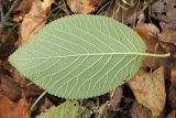 Viburnum lantana. Лист (вид на нижнюю поверхность). Санкт-Петербург, Дудергофские высоты, широколиственный лес. 10.10.2009.