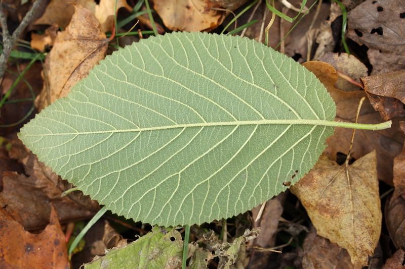 Image of Viburnum lantana specimen.