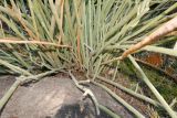 Euphorbia lomelii. Нижняя часть взрослого растения. Израиль, г. Тель-Авив, ботанический сад \"Сад кактусов\". 16.11.2015.