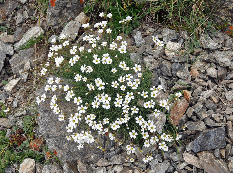 Image of Minuartia circassica specimen.