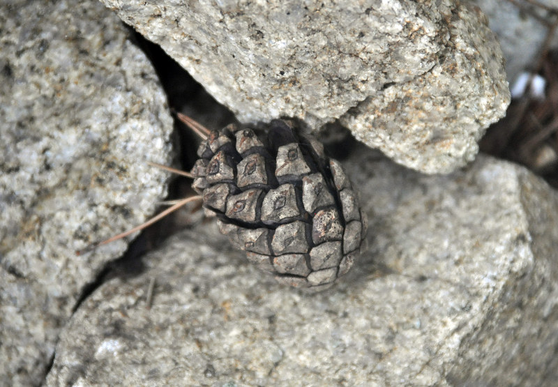 Изображение особи Pinus densiflora.