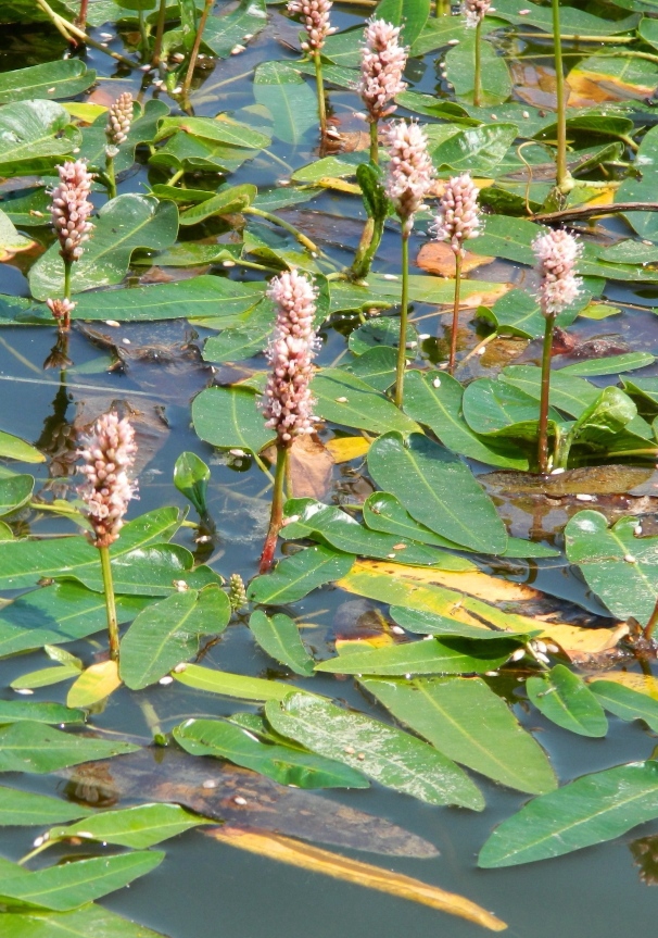 Image of Persicaria amphibia specimen.
