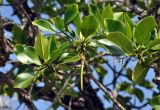 Rhizophora mucronata. Верхушка ветви с бутонами и проросшим плодом. Андаманские острова, остров Лонг, мангровые заросли на песчаном пляже. 07.01.2015.