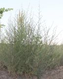 Artemisia campestris. Растение на обочине дороги у поля. Белгородская обл., окр. п. Борисовка. 01.07.2009.