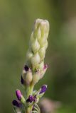 Lupinus polyphyllus