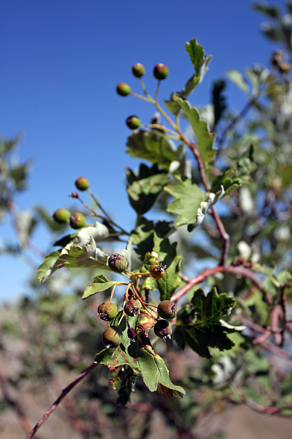 Image of Sorbus persica specimen.