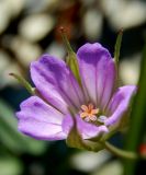 Geranium columbinum