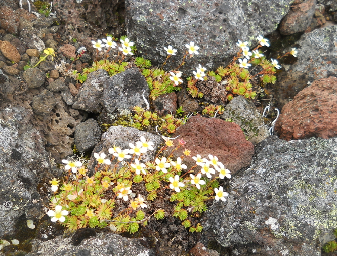 Изображение особи Saxifraga terektensis.