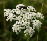 Cenolophium fischeri. Соцветие с кормящимся насекомым. Восточный Казахстан, Уланский р-н, окр. с. Украинка. 22.07.2014.П.