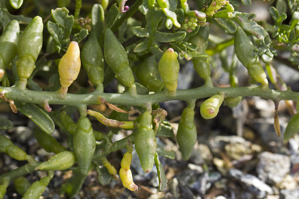 Image of Cakile maritima specimen.