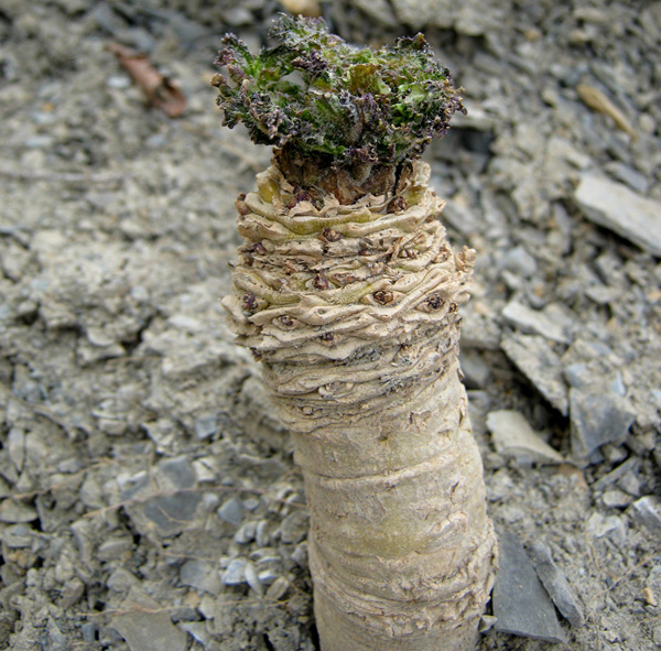 Image of Crambe koktebelica specimen.