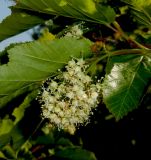 Acer tataricum